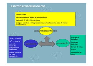 propagação
vegetativa
Sementes
botânicas
Contato de raízes
Insetos
Ferramentas de
corte
30 - 35°°°°C - diurna
20°°°°C – noturna
Aumenta
interação
patógeno com
hospedeiro
Plantas passam a
ser mais
susceptíveis
coloniza raízes
plantas hospedeiras podem ser assintomáticas
capacidade de sobrevivência no solo
patógeno associado a infecções sistêmicas ou localizadas nas raízes de plantas
assintomáticas
ASPECTOS EPIDEMIOLÓGICOS
 