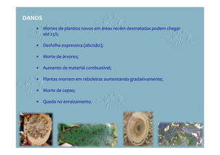 DANOS
• Mortes de plantios novos em áreas recém desmatadas podem chegar
até 25%;
• Desfolha expressiva (abcisão);
• Morte de árvores;
• Aumento de material combustível;
• Plantas morrem em reboleiras aumentando gradativamente;
• Morte de cepas;
• Queda no enraizamento.
 