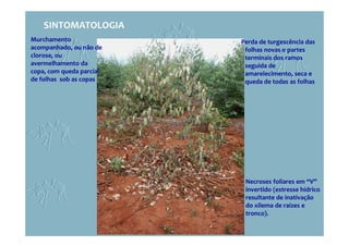 Murchamento
acompanhado, ou não de
clorose, ou
avermelhamento da
copa, com queda parcial
de folhas sob as copas
SINTOMATOLOGIA
Necroses foliares em “V”
invertido (estresse hídrico
resultante de inativação
do xilema de raízes e
tronco).
Perda de turgescência das
folhas novas e partes
terminais dos ramos
seguida de
amarelecimento, seca e
queda de todas as folhas
 