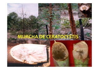 MURCHA DE CERATOCYSTIS
FOTOS: Acelino Alfenas Couto
 