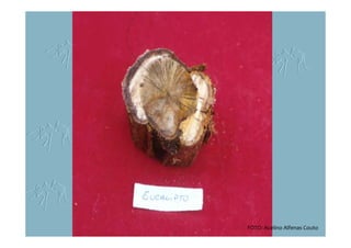 FOTO: Acelino Alfenas Couto
 