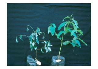 FOTO: Acelino Alfenas Couto
 