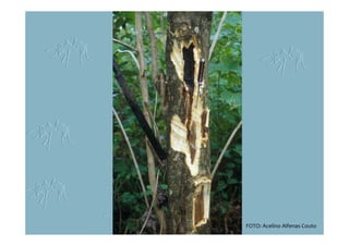 FOTO: Acelino Alfenas Couto
 