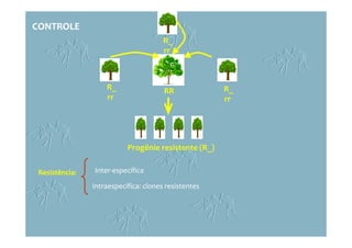 RRR_
rr
R_
rr
R_
rr
Progênie resistente (R_)
CONTROLECONTROLE
Resistência:Resistência: Inter-específicaInter-específica
Intraespecífica: clones resistentesIntraespecífica: clones resistentes
 