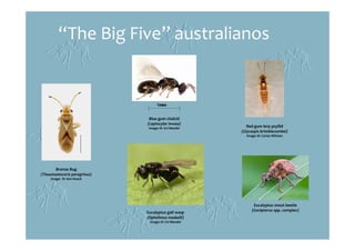 “The Big Five” australianos
Bronze Bug
(Thaumastocoris peregrinus)
Image: Dr Ann Noack
Eucalyptus snout beetle
(Gonipterus spp. complex)
Blue gum chalcid
(Leptocybe invasa)
Image: Dr Zvi Mendel
Red gum lerp psyllid
(Glycaspis brimblecombei)
Image: Dr Carlos Wilcken
Eucalyptus gall wasp
(Ophelimus maskelli)
Image: Dr Zvi Mendel
 