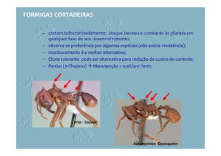 – cortam indiscriminadamente: ataque intenso e constante às plantas em
qualquer fase de seu desenvolvimento;
– observa-se preferência por algumas espécies (não existe resistência);
– monitoramento é a melhor alternativa;
– Clone tolerante pode ser alternativa para redução de custos de controle;
– Perdas (m³/ha/ano) Manutenção = 0,9%/3m² form.
Acromyrmex -Quenquém
Atta - Saúvas
FORMIGAS CORTADEIRAS
 