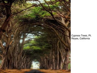 Cypress Trees, Pt.
Reyes, California
 