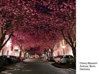 Cherry Blossom
Avenue, Bonn,
Germany
 