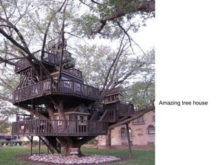 Amazing tree house
 