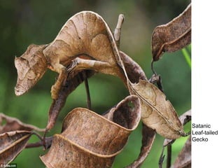 Satanic
Leaf-tailed
Gecko
 