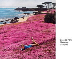 Seaside Park, 
Monterey, 
California 
 