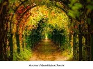 Gardens of Grand Palace, Russia 
 
