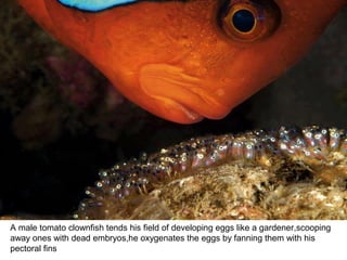 A male tomato clownfish tends his field of developing eggs like a gardener,scooping 
away ones with dead embryos,he oxygenates the eggs by fanning them with his 
pectoral fins  
 