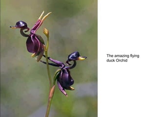The amazing flying
duck Orchid
 