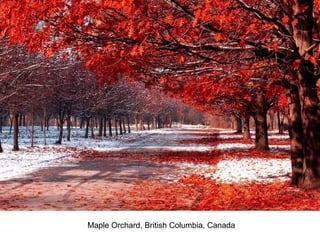 Maple Orchard, British Columbia, Canada
 