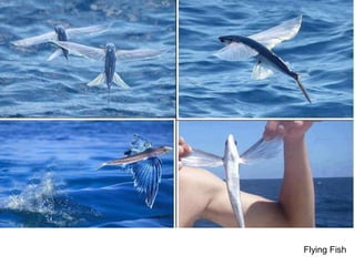 Flying Fish
 