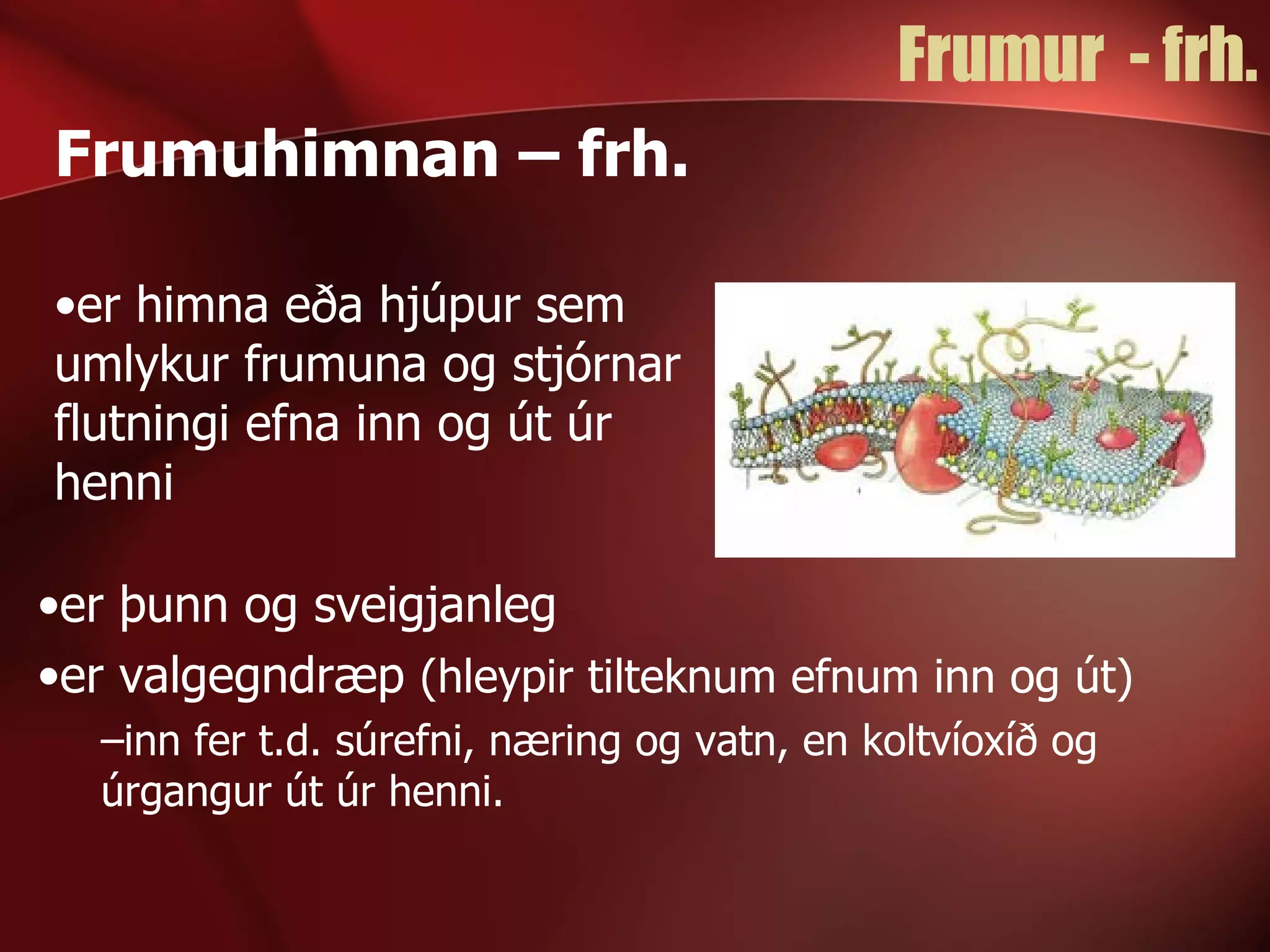 Frumur  - frh. Frumuhimnan – frh. er himna eða hjúpur sem umlykur frumuna og stjórnar flutningi efna inn og út úr henni  er þunn og sveigjanleg er valgegndræp  (hleypir tilteknum efnum inn og út) inn fer t.d. súrefni, næring og vatn, en koltvíoxíð og úrgangur út úr henni. 