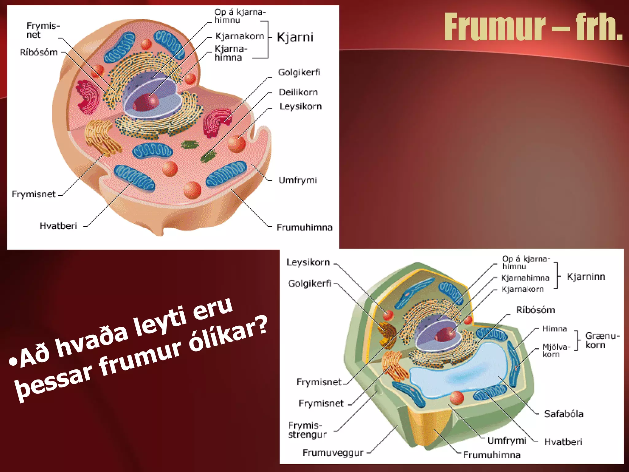 Frumur – frh. Að hvaða leyti eru þessar frumur ólíkar? 