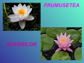 FRUMUSETEA  ,[object Object]