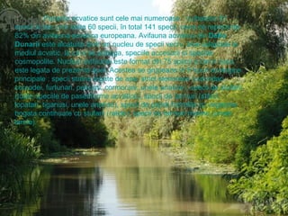 Pasarile acvatice sunt cele mai numeroase : cuibaresc 81 specii si trec prin delta 60 specii, în total 141 specii, ceea ce reprezinta 82% din avifauna acvatica europeana. Avifauna acvatica din  Delta Dunarii  este alcatuita dintr-un nucleu de specii vechi, bine adaptate la mediul acvatic, la care se adauga, speciile accesorii si speciile cosmopolite. Nucleul avifaunei este format din 75 specii a caror viata este legata de prezenta apei. Acestea se grupeaza în 5 tipuri ecologice principale : specii strâns legate de apa, strict stenotope (cufundari, corcodei, furtunari, pelicani, cormorani, unele anatide), specii de stufarii (toate speciile de paseriforme acvatice), specii de tarmuri (stârci, lopatari, tiganusi, unele anatide), specii de pajisti hidrofile cu vegetatie bogata continuate cu stufarii (ralide), specii de tarmuri marine (unele laride). 