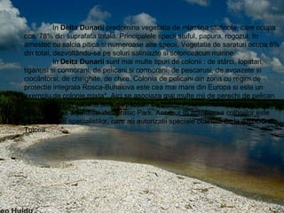 In  Delta Dunarii  predomina vegetatia de mlastina stuficola, care ocupa cca. 78% din suprafata totala. Principalele specii stuful, papura, rogozul, în amestec cu salcia pitica si numeroase alte specii. Vegetatia de saraturi ocupa 6% din total, dezvoltându-se pe soluri saliniazte si solonceacuri marine.  In  Delta Dunarii  sunt mai multe tipuri de colonii : de stârci, lopatari, tiganusi si cormorani, de pelicani si cormorani, de pescarusi, de avoazete si ciocântorsi, de chirighite, de chire. Colonia de pelicani din zona cu regim de protectie integrala Rosca-Buhaiova este cea mai mare din Europa si este un exemplu de colonie mixta*. Aici se asociaza mai multe mii de perechi de pelican comun, cu zeci, pana la sute de perechi de pelican cret si cormoran mare, într-un peisaj care ne aminteste de Jurasic Park. Accesul în apropierea coloniilor este permis numai specialistilor, care au autorizatii speciale obtinute de la ARBDD din Tulcea. 