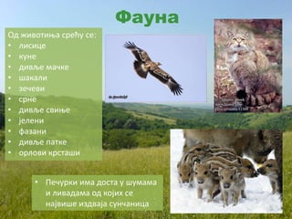 Од животиња срећу се:
• лисице
• куне
• дивље мачке
• шакали
• зечеви
• срне
• дивље свиње
• јелени
• фазани
• дивље патке
• орлови крсташи
Фауна
• Печурки има доста у шумама
и ливадама од којих се
највише издваја сунчаница
 