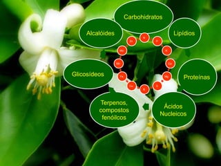 Carbohidratos
Lipídios
Proteínas
Ácidos
Nucleicos
Terpenos,
compostos
fenóilcos
Glicosídeos
Alcalóides
N
P
K
Ca
Mg
S
B
Cu
Fe
Mn
Mo
Zn
 