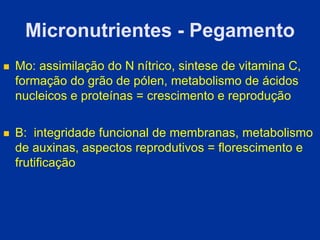 Micronutrientes - Pegamento
 Mo: assimilação do N nítrico, sintese de vitamina C,
formação do grão de pólen, metabolismo de ácidos
nucleicos e proteínas = crescimento e reprodução
 B: integridade funcional de membranas, metabolismo
de auxinas, aspectos reprodutivos = florescimento e
frutificação
 
