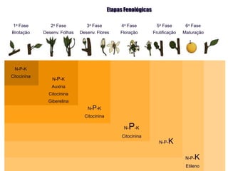 Etapas Fenológicas
1a Fase
Brotação
2a Fase
Desenv. Folhas
3a Fase
Desenv. Flores
4a Fase
Floração
5a Fase
Frutificação
6a Fase
Maturação
N-P-K
Citocinina
N-P-K
Auxina
Citocinina
Giberelina
N-P-K
Citocinina
N-P-K
Citocinina
N-P-K
N-P-K
Etileno
 