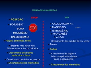  FÓSFORO
 POTÁSSIO  CÁLCIO (COM N )
 MAGNÉSIO
 NITROGÊNIO
 MANGANÊS
 ZINCO
 Raízes, sementes, flores.
 Engorda das frutas nas
últimas fases antes da colheita.
 Crescimento dos bulbos ,
tubérculos e frutos.
 Crescimento dos talos e troncos.
 Encurtamento dos internódios.
Crescimento das células de cor verde:
 Brotos
 Folhas
 Crescimento de bagas e
frutas nas primeiras fases
após o pegamento.
 Crescimento dos internódios
MENSAGENS QUÍMICAS
STOP GO
BORO
MOLIBDÊNIO
CÁLCIO (SEM N)
 