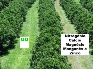 GO
Nitrogênio
Cálcio e Magnésio
Manganês e Zinco
GO
Nitrogênio
Cálcio
Magnésio
Manganês e
Zinco
 