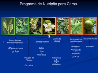 Programa de Nutrição para Citros
Desenvolvimento
(P) Fosfito/MAP
+
Zn + Mn
Cálcio
+
Boro
+
Molibdênio
Pós-colheita e
Período vegetativo
Citocinina
+
Cálcio
+
Molibdênio
Nitrogênio
+
Aminoácido
+
Magnésio
+
Zn + Mn
Potássio
Botões brancos
Queda de
pétalas
Citocinina
Indução de
Florada
Fruto azeitona
ou ping-pong
 