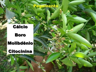 Pegamento
Cálcio
Boro
Molibdênio
Citocinina
 