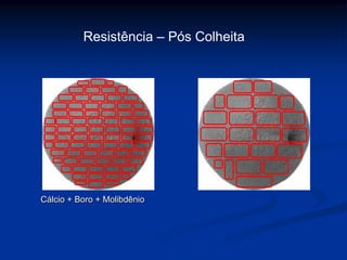 Cálcio + Boro + Molibdênio
Resistência – Pós Colheita
 