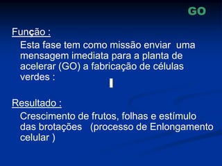 Função :
Esta fase tem como missão enviar uma
mensagem imediata para a planta de
acelerar (GO) a fabricação de células
verdes :
Resultado :
Crescimento de frutos, folhas e estímulo
das brotações (processo de Enlongamento
celular )
GO
 