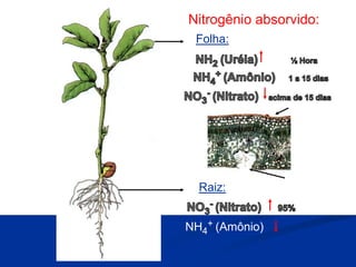 Nitrogênio absorvido:
NH4
+ (Amônio)
Folha:
Raiz:
Cutícula
Estômato
 