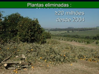 Greening
 Plantas eliminadas (SP) 20,0 milhões (desde
2005)
 Regiões com maiores incidências da
doença:
Centro: 61,7 % dos talhões
Sul: 44 % dos talhões
≥20 milhões
desde 2004
Plantas eliminadas :
 