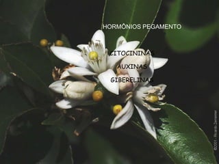 HORMÔNIOS PEGAMENTO
CITOCININAS
AUXINAS
GIBERELINAS
 