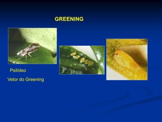 GREENING
Psilídeo
Vetor do Greening
 