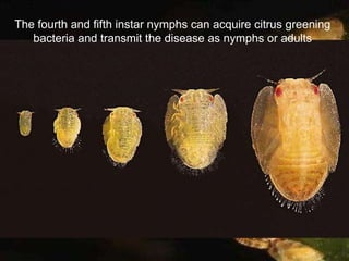 The fourth and fifth instar nymphs can acquire citrus greening
bacteria and transmit the disease as nymphs or adults
 
