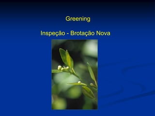 Greening
Inspeção - Brotação Nova
 
