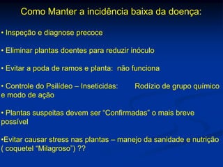 Como Manter a incidência baixa da doença:
• Inspeção e diagnose precoce
• Eliminar plantas doentes para reduzir inóculo
• Evitar a poda de ramos e planta: não funciona
• Controle do Psilídeo – Inseticidas: Rodízio de grupo químico
e modo de ação
• Plantas suspeitas devem ser “Confirmadas” o mais breve
possível
•Evitar causar stress nas plantas – manejo da sanidade e nutrição
( coquetel “Milagroso”) ??
 