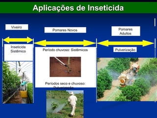 Aplicações de Inseticida
Viveiro
Pomares Novos Pomares
Adultos
Inseticida
Sistêmico Período chuvoso: Sistêmicos
Períodos seco e chuvoso:
Pulverização
Pulverização
 