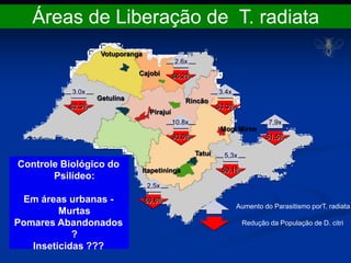 Redução da População de D. citri
Aumento do Parasitismo porT. radiata
Getulina
Pirajuí
Cajobi
Rincão
Mogi Mirim
Tatuí
Itapetininga
3.0x
62,3%
2.6x
86,2%
3.4x
53,3%
10.8x
93,0%
5,3x
59,1%
2,5x
69,6%
7,9x
51,5%
Votuporanga
Áreas de Liberação de T. radiata
Controle Biológico do
Psilídeo:
Em áreas urbanas -
Murtas
Pomares Abandonados
?
Inseticidas ???
 