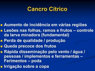 Cancro Cítrico
 Aumento de incidência em várias regiões
 Lesões nas folhas, ramos e frutos – controle
da larva minadora (fundamental)
 Perda de qualidade / produção
 Queda precoce dos frutos
 Rápida disseminação pelo vento / água /
pessoas / implementos e ferramentas –
Ferimentos – poda
 Irrigação sobre a copa
 