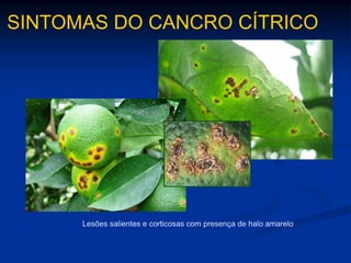 Fonte:BR3Fonte:Ailton Reis
SINTOMAS DO CANCRO CÍTRICO
Lesões salientes e corticosas com presença de halo amarelo
 