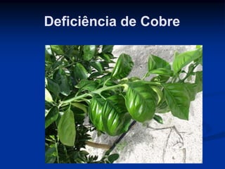 Deficiência de Cobre
 