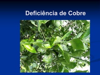Deficiência de Cobre
 