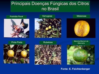 Principais Doenças Fúngicas dos Citros
no Brasil
Podridão Floral Verrugose Melanose
Pinta Preta Rubelose
Mancha Marrom de
Alternaria
Fonte: E. Feichtenberger
 