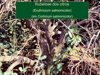 Rubelose dos citros
(Erythricium salmonicolor)
(sin.Corticium salmonicolor)
 